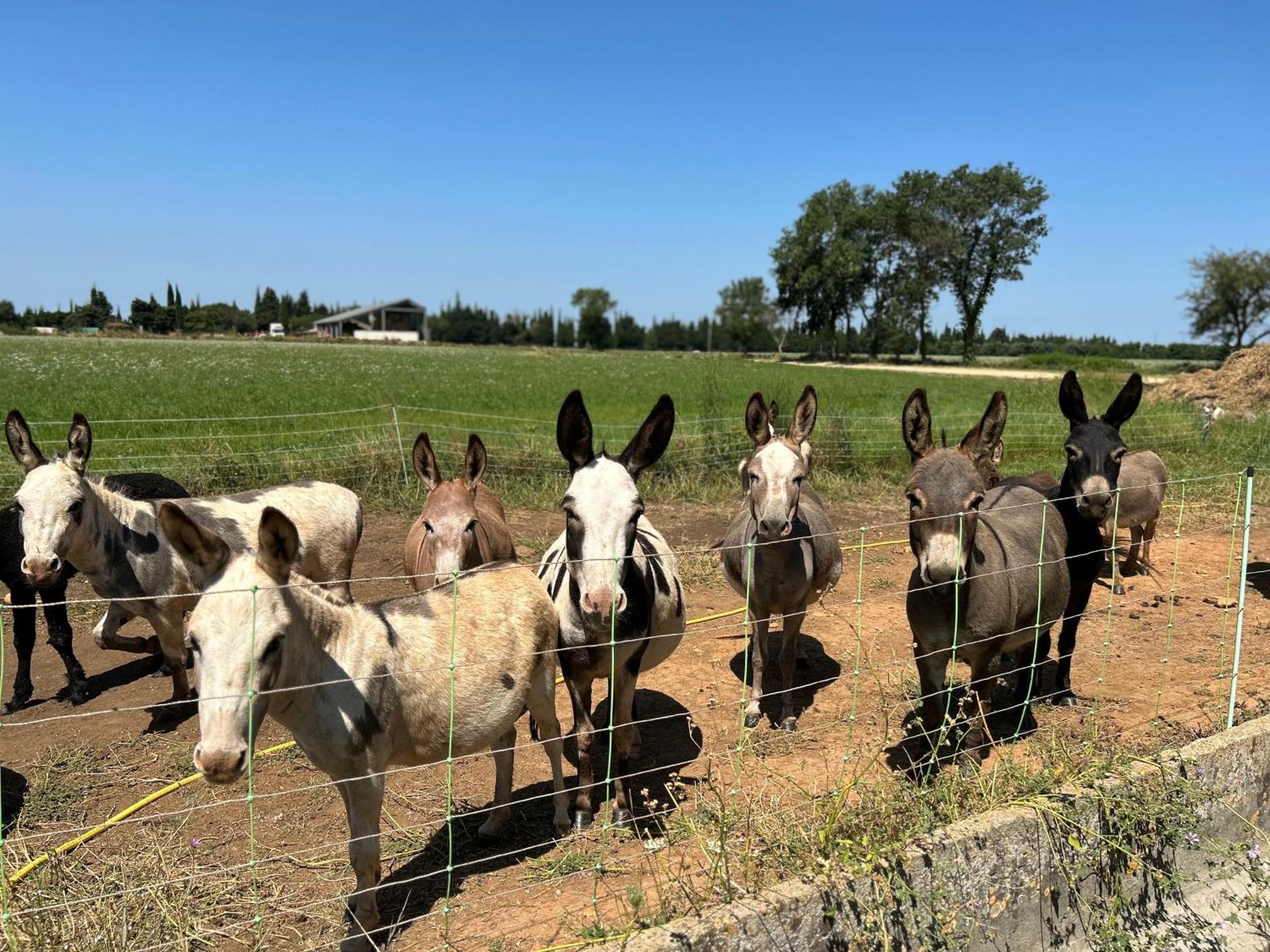 Gite A La Ferme Avec Piscine & Spa Арль Экстерьер фото